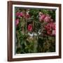 Domestic Cat, Tabby Kitten Among American Pillar Roses-Jane Burton-Framed Photographic Print