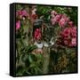 Domestic Cat, Tabby Kitten Among American Pillar Roses-Jane Burton-Framed Stretched Canvas