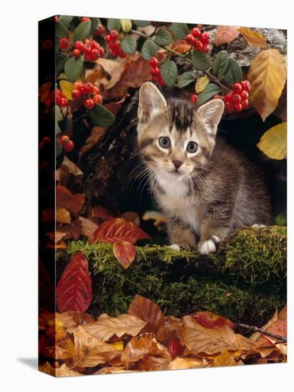 Domestic Cat, Tabby Kitten Among Autumn Leaves and Cottoneaster Berries-Jane Burton-Stretched Canvas