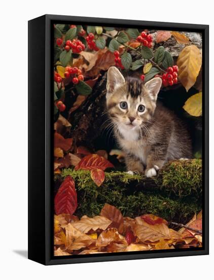 Domestic Cat, Tabby Kitten Among Autumn Leaves and Cottoneaster Berries-Jane Burton-Framed Stretched Canvas