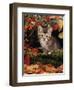 Domestic Cat, Tabby Kitten Among Autumn Leaves and Cottoneaster Berries-Jane Burton-Framed Premium Photographic Print