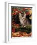Domestic Cat, Tabby Kitten Among Autumn Leaves and Cottoneaster Berries-Jane Burton-Framed Premium Photographic Print