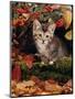 Domestic Cat, Tabby Kitten Among Autumn Leaves and Cottoneaster Berries-Jane Burton-Mounted Premium Photographic Print