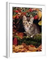 Domestic Cat, Tabby Kitten Among Autumn Leaves and Cottoneaster Berries-Jane Burton-Framed Photographic Print