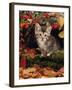 Domestic Cat, Tabby Kitten Among Autumn Leaves and Cottoneaster Berries-Jane Burton-Framed Photographic Print