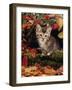 Domestic Cat, Tabby Kitten Among Autumn Leaves and Cottoneaster Berries-Jane Burton-Framed Photographic Print