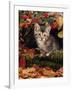 Domestic Cat, Tabby Kitten Among Autumn Leaves and Cottoneaster Berries-Jane Burton-Framed Photographic Print