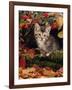 Domestic Cat, Tabby Kitten Among Autumn Leaves and Cottoneaster Berries-Jane Burton-Framed Photographic Print