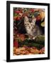 Domestic Cat, Tabby Kitten Among Autumn Leaves and Cottoneaster Berries-Jane Burton-Framed Photographic Print