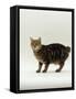 Domestic Cat, Tabby Manx No Tail-Jane Burton-Framed Stretched Canvas