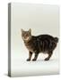 Domestic Cat, Tabby Manx No Tail-Jane Burton-Stretched Canvas