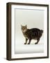 Domestic Cat, Tabby Manx No Tail-Jane Burton-Framed Photographic Print