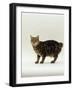 Domestic Cat, Tabby Manx No Tail-Jane Burton-Framed Photographic Print