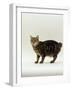 Domestic Cat, Tabby Manx No Tail-Jane Burton-Framed Photographic Print