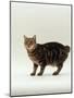 Domestic Cat, Tabby Manx No Tail-Jane Burton-Mounted Photographic Print