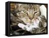 Domestic Cat, Tabby Mother and Her Sleeping 2-Week Kitten-Jane Burton-Framed Stretched Canvas