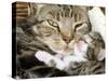 Domestic Cat, Tabby Mother and Her Sleeping 2-Week Kitten-Jane Burton-Stretched Canvas