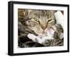 Domestic Cat, Tabby Mother and Her Sleeping 2-Week Kitten-Jane Burton-Framed Photographic Print