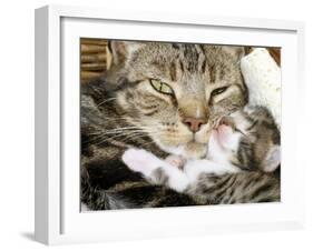 Domestic Cat, Tabby Mother and Her Sleeping 2-Week Kitten-Jane Burton-Framed Photographic Print