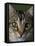 Domestic Cat, Tabby Tortoiseshell, Close-Up of Eyes with Pupils Dilated Closed in Bright Light-Jane Burton-Framed Stretched Canvas