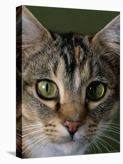 Domestic Cat, Tabby Tortoiseshell, Close-Up of Eyes with Pupils Dilated Closed in Bright Light-Jane Burton-Stretched Canvas