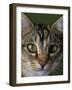 Domestic Cat, Tabby Tortoiseshell, Close-Up of Eyes with Pupils Dilated Closed in Bright Light-Jane Burton-Framed Photographic Print