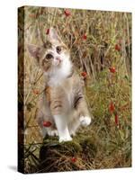 Domestic Cat, Tabby-Tortoiseshell Kitten Among Cocksfoot Grass, Horsetails and Rose Hips-Jane Burton-Stretched Canvas