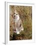 Domestic Cat, Tabby-Tortoiseshell Kitten Among Cocksfoot Grass, Horsetails and Rose Hips-Jane Burton-Framed Photographic Print