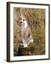 Domestic Cat, Tabby-Tortoiseshell Kitten Among Cocksfoot Grass, Horsetails and Rose Hips-Jane Burton-Framed Photographic Print