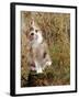 Domestic Cat, Tabby-Tortoiseshell Kitten Among Cocksfoot Grass, Horsetails and Rose Hips-Jane Burton-Framed Photographic Print