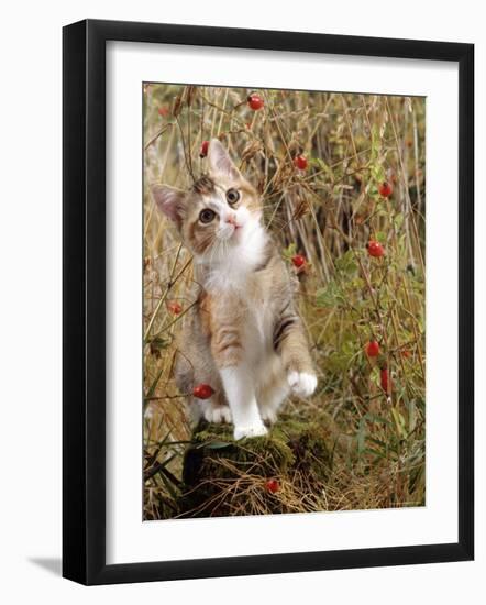 Domestic Cat, Tabby-Tortoiseshell Kitten Among Cocksfoot Grass, Horsetails and Rose Hips-Jane Burton-Framed Photographic Print