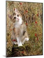 Domestic Cat, Tabby-Tortoiseshell Kitten Among Cocksfoot Grass, Horsetails and Rose Hips-Jane Burton-Mounted Photographic Print