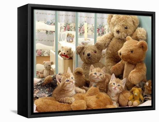 Domestic Cat, Three Kittens in Cot with Teddy Bears-Jane Burton-Framed Stretched Canvas