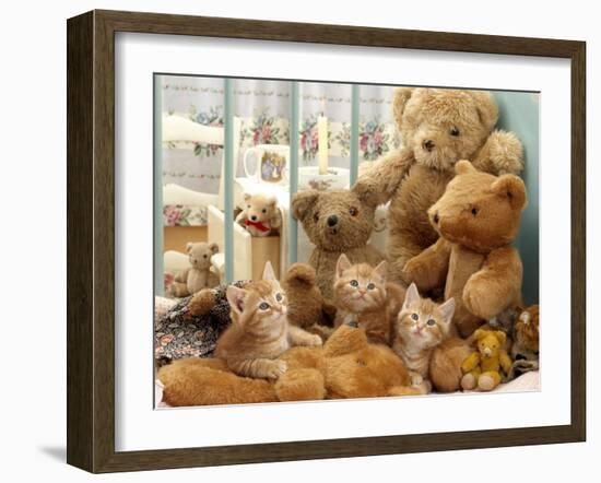 Domestic Cat, Three Kittens in Cot with Teddy Bears-Jane Burton-Framed Photographic Print