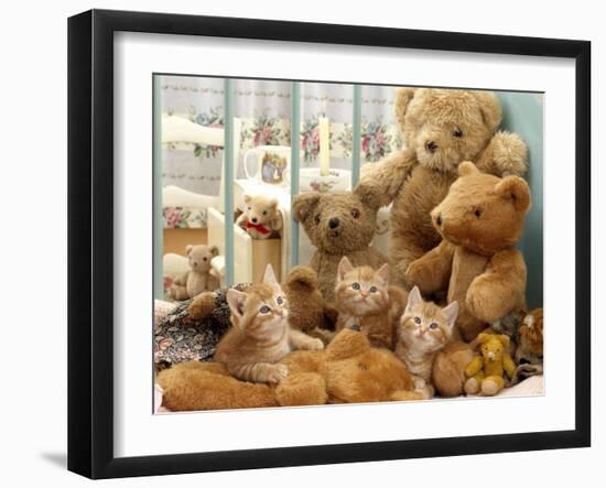 Domestic Cat, Three Kittens in Cot with Teddy Bears-Jane Burton-Framed Photographic Print