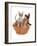 Domestic Cat, Tonkinese, blue tabby mink, three male kittens-Chris Brignell-Framed Photographic Print