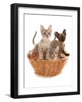 Domestic Cat, Tonkinese, blue tabby mink, three male kittens-Chris Brignell-Framed Photographic Print