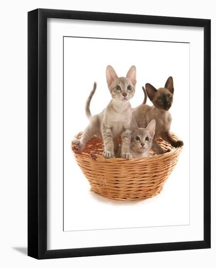 Domestic Cat, Tonkinese, blue tabby mink, three male kittens-Chris Brignell-Framed Photographic Print