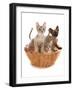 Domestic Cat, Tonkinese, blue tabby mink, three male kittens-Chris Brignell-Framed Photographic Print