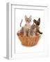 Domestic Cat, Tonkinese, blue tabby mink, three male kittens-Chris Brignell-Framed Photographic Print