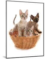 Domestic Cat, Tonkinese, blue tabby mink, three male kittens-Chris Brignell-Mounted Photographic Print