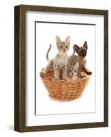 Domestic Cat, Tonkinese, blue tabby mink, three male kittens-Chris Brignell-Framed Photographic Print