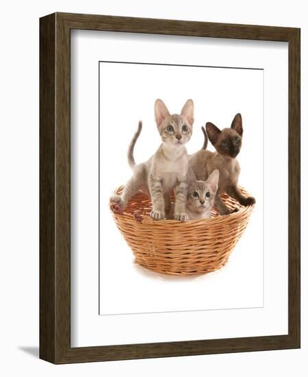 Domestic Cat, Tonkinese, blue tabby mink, three male kittens-Chris Brignell-Framed Photographic Print