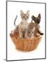 Domestic Cat, Tonkinese, blue tabby mink, three male kittens-Chris Brignell-Mounted Photographic Print