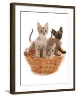 Domestic Cat, Tonkinese, blue tabby mink, three male kittens-Chris Brignell-Framed Photographic Print