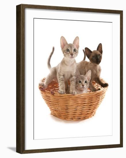 Domestic Cat, Tonkinese, blue tabby mink, three male kittens-Chris Brignell-Framed Photographic Print