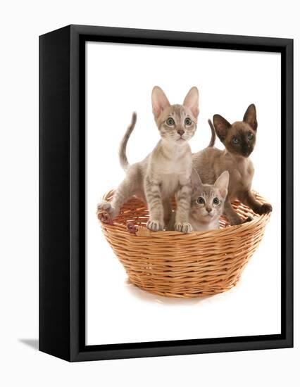 Domestic Cat, Tonkinese, blue tabby mink, three male kittens-Chris Brignell-Framed Stretched Canvas