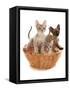 Domestic Cat, Tonkinese, blue tabby mink, three male kittens-Chris Brignell-Framed Stretched Canvas