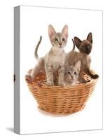 Domestic Cat, Tonkinese, blue tabby mink, three male kittens-Chris Brignell-Stretched Canvas