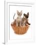 Domestic Cat, Tonkinese, blue tabby mink, three male kittens-Chris Brignell-Framed Photographic Print